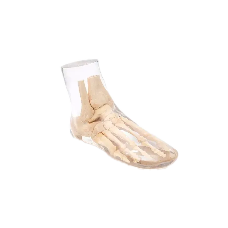 Fantôme radiographique du pied Erler Zimmer