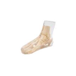 Fantôme radiographique du pied Erler Zimmer