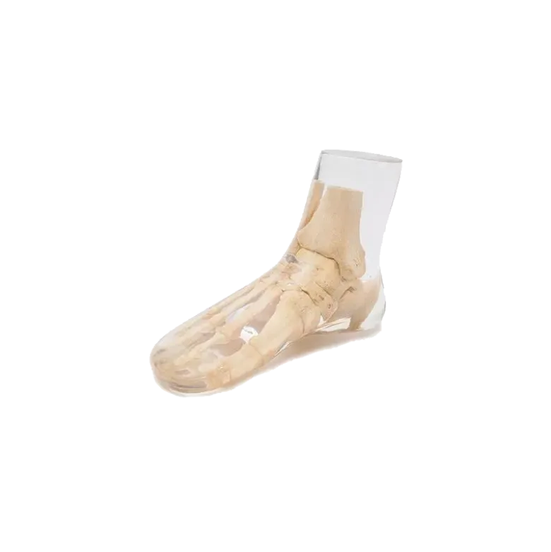 Fantôme radiographique du pied Erler Zimmer