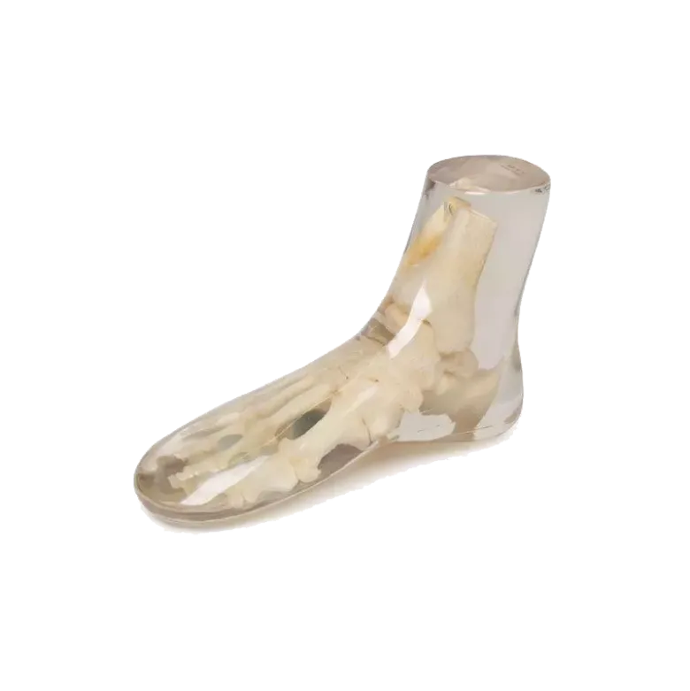 Fantôme radiographique du pied Erler Zimmer
