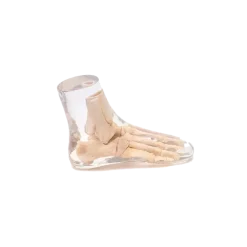 Fantôme radiographique du pied Erler Zimmer