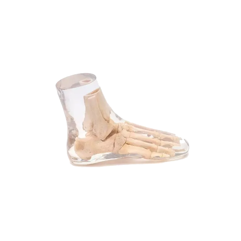 Fantôme radiographique du pied Erler Zimmer