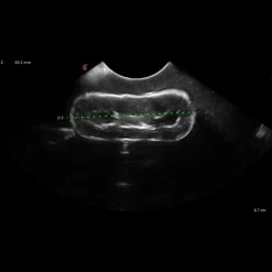 Kit de formation fantôme à l’échographie canine 'Lillie' Erler Zimmer