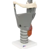 Larynx fonctionnel, agrandi 2,5 fois, G20 3B Scientific