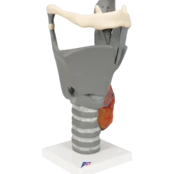 Larynx fonctionnel, agrandi 2,5 fois, G20 3B Scientific