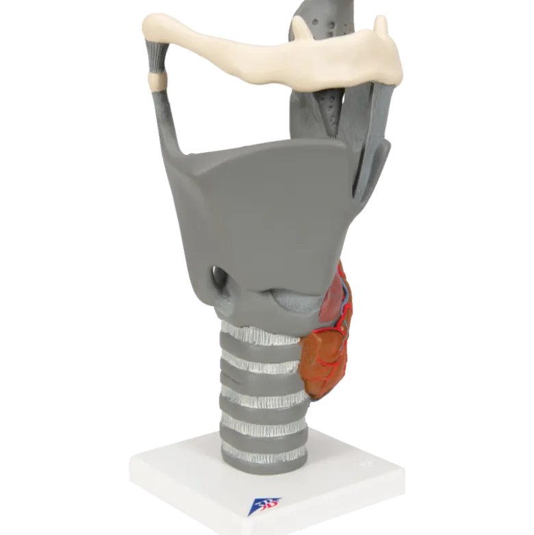 Larynx fonctionnel, agrandi 2,5 fois, G20 3B Scientific