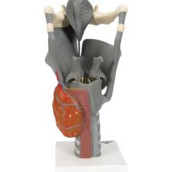 Larynx fonctionnel, agrandi 2,5 fois, G20 3B Scientific