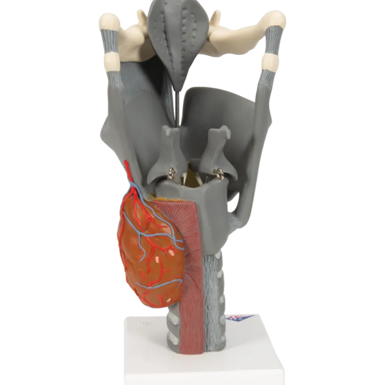 Larynx fonctionnel, agrandi 2,5 fois, G20 3B Scientific