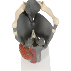 Larynx fonctionnel, agrandi 2,5 fois, G20 3B Scientific