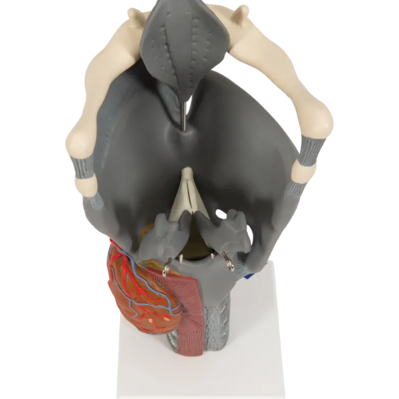 Larynx fonctionnel, agrandi 2,5 fois, G20 3B Scientific