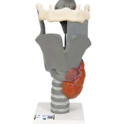 Larynx fonctionnel, agrandi 2,5 fois, G20 3B Scientific