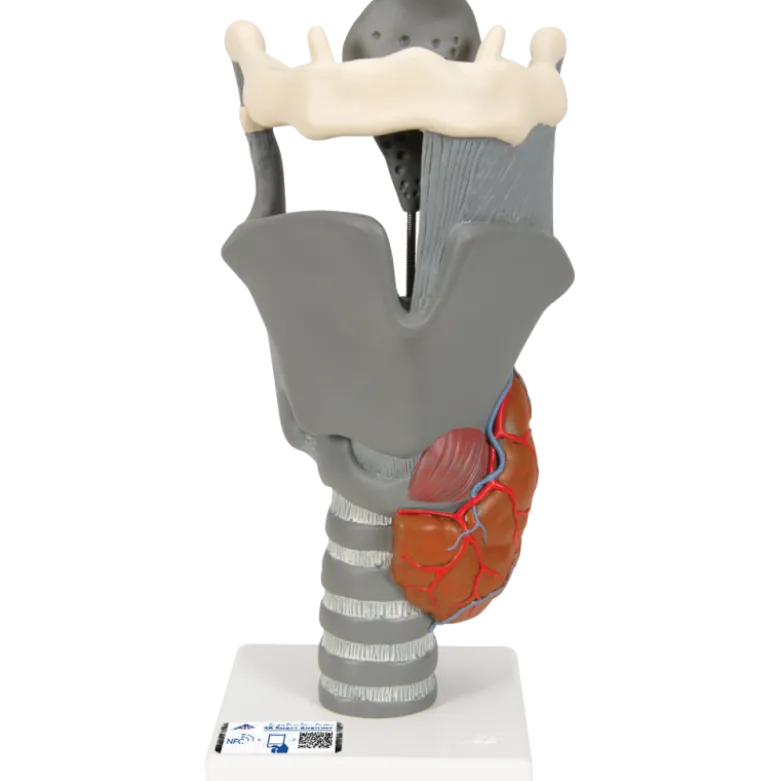 Larynx fonctionnel, agrandi 2,5 fois, G20 3B Scientific
