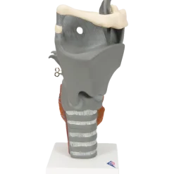 Larynx fonctionnel, agrandi 2,5 fois, G20 3B Scientific