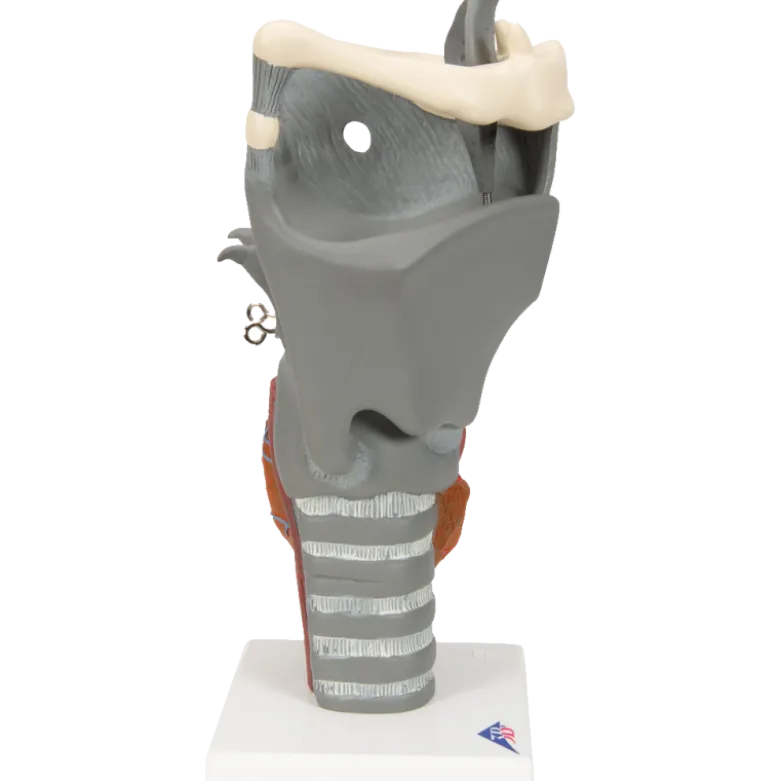 Larynx fonctionnel, agrandi 2,5 fois, G20 3B Scientific