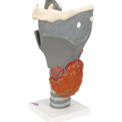 Larynx fonctionnel, agrandi 2,5 fois, G20 3B Scientific