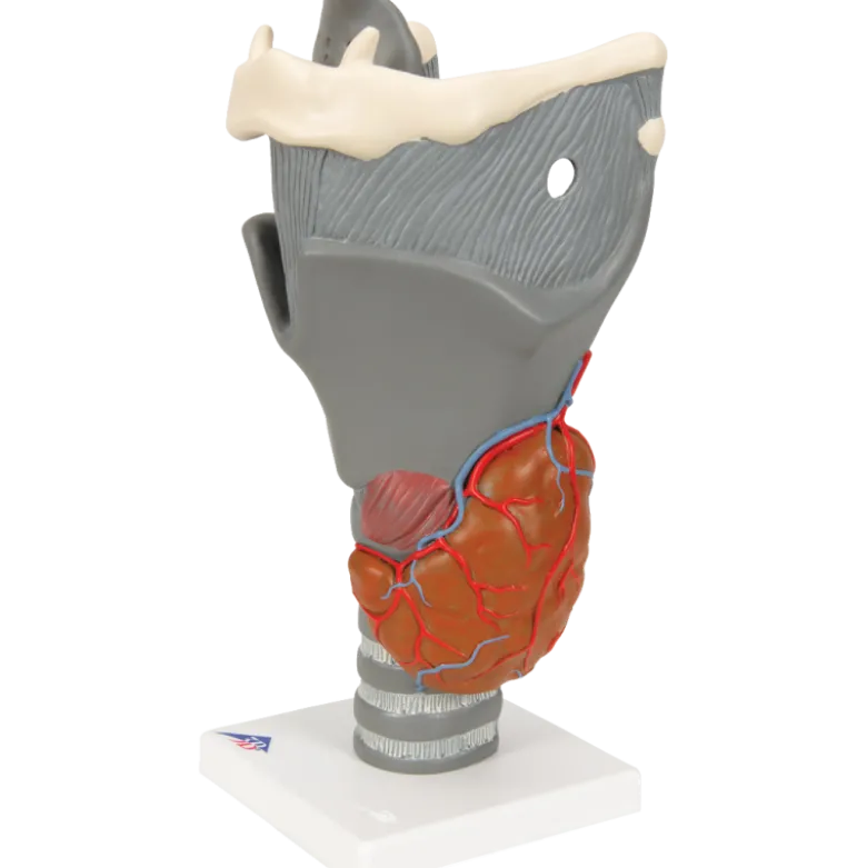 Larynx fonctionnel, agrandi 2,5 fois, G20 3B Scientific