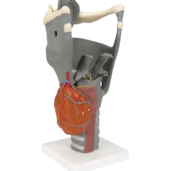 Larynx fonctionnel, agrandi 2,5 fois, G20 3B Scientific