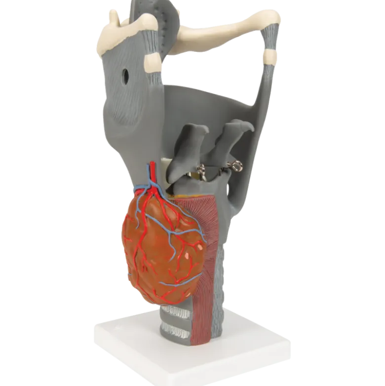 Larynx fonctionnel, agrandi 2,5 fois, G20 3B Scientific