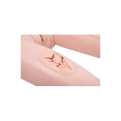 Mannequin de soins 3B Scientific II P11/1