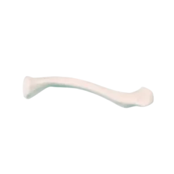 Modèle anatomique de clavicule droite Erler Zimmer