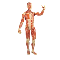 Modèle anatomique de muscle, 1/3 grandeur nature Erler Zimmer