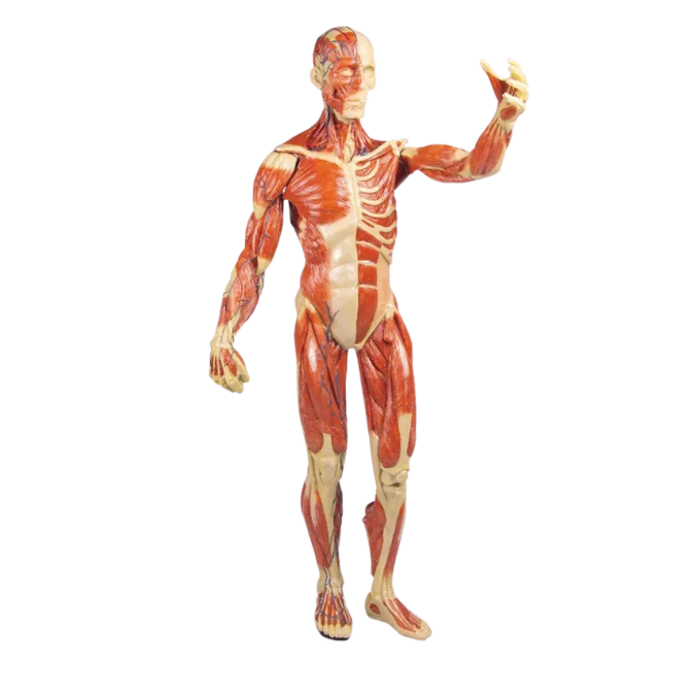 Modèle anatomique de muscle, 1/3 grandeur nature Erler Zimmer