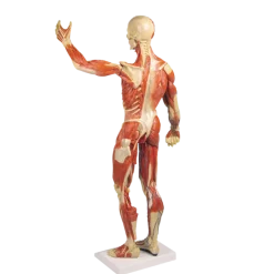 Modèle anatomique de muscle, 1/3 grandeur nature Erler Zimmer