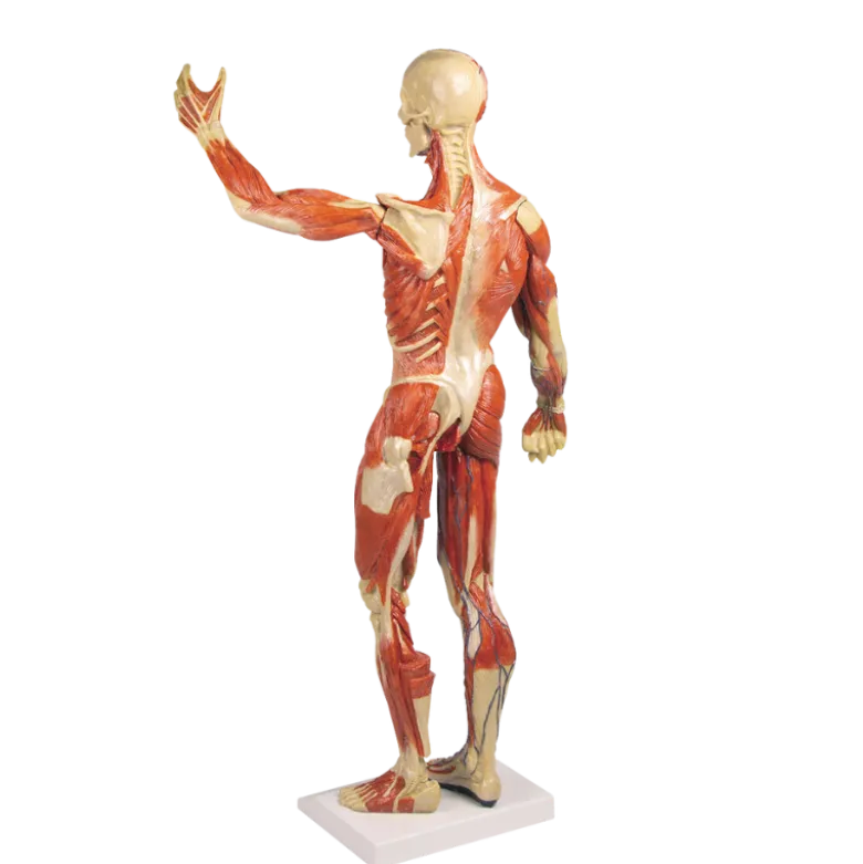 Modèle anatomique de muscle, 1/3 grandeur nature Erler Zimmer