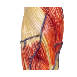 Modèle anatomique de muscle, 1/3 grandeur nature Erler Zimmer