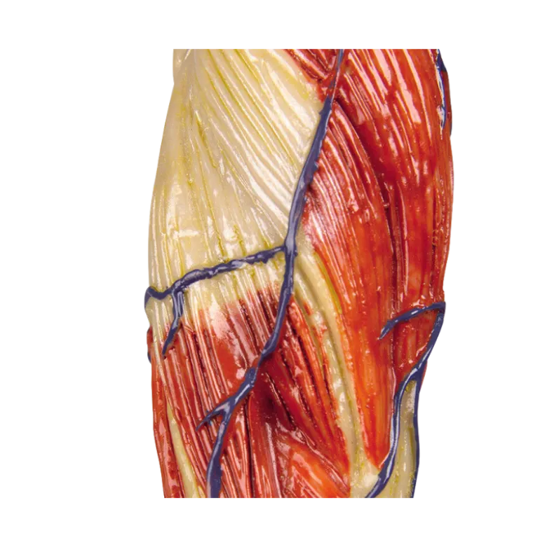 Modèle anatomique de muscle, 1/3 grandeur nature Erler Zimmer