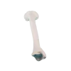 Modèle anatomique d'os de tibia Erler Zimmer