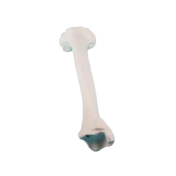 Modèle anatomique d'os de tibia Erler Zimmer