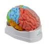 Modèle anatomique du cerveau avec régions et fonctions Erler Zimmer, 5 pièces