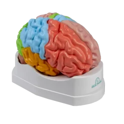 Modèle anatomique du cerveau avec régions et fonctions Erler Zimmer, 5 pièces