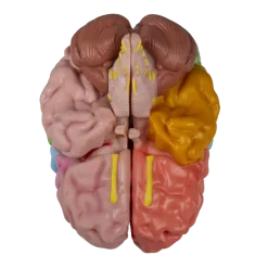 Modèle anatomique du cerveau avec régions et fonctions Erler Zimmer, 5 pièces
