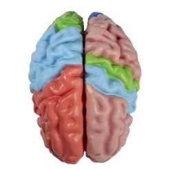 Modèle anatomique du cerveau avec régions et fonctions Erler Zimmer, 5 pièces