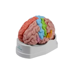 Modèle anatomique du cerveau avec régions et fonctions Erler Zimmer, 5 pièces