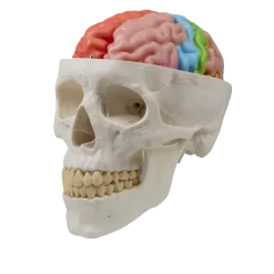 Modèle anatomique du cerveau avec régions et fonctions Erler Zimmer, 5 pièces