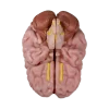 Modèle anatomique du cerveau Erler Zimmer