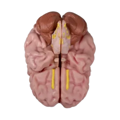Modèle anatomique du cerveau Erler Zimmer