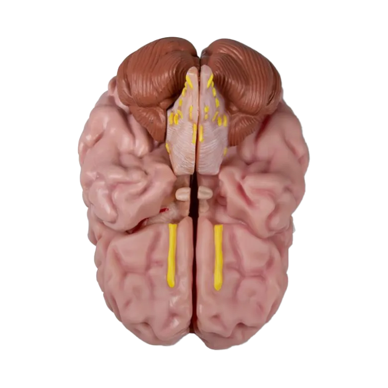Modèle anatomique du cerveau Erler Zimmer