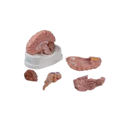 Modèle anatomique du cerveau Erler Zimmer