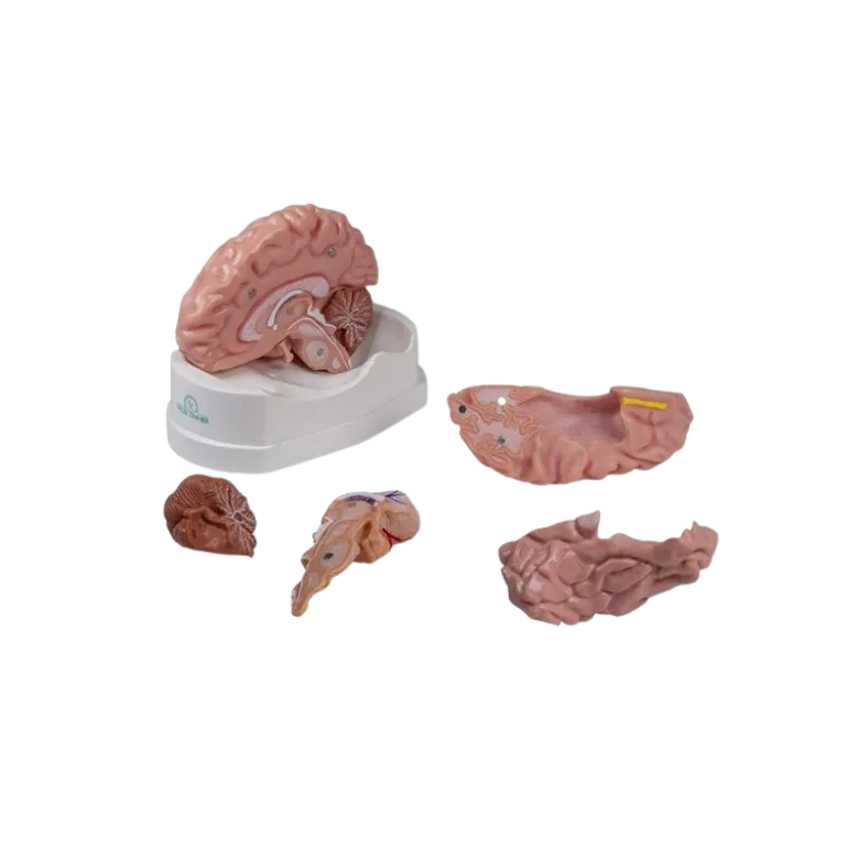Modèle anatomique du cerveau Erler Zimmer