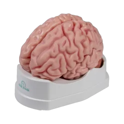 Modèle anatomique du cerveau Erler Zimmer