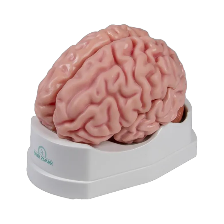 Modèle anatomique du cerveau Erler Zimmer