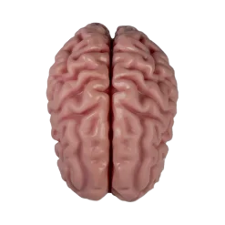 Modèle anatomique du cerveau Erler Zimmer