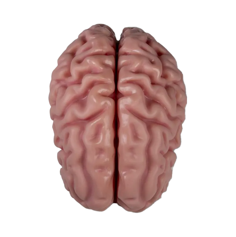 Modèle anatomique du cerveau Erler Zimmer