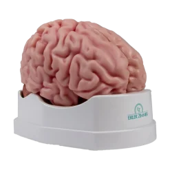 Modèle anatomique du cerveau Erler Zimmer