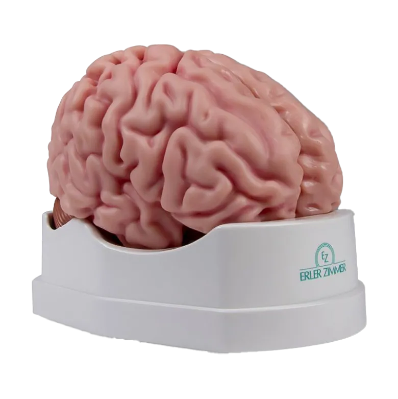 Modèle anatomique du cerveau Erler Zimmer