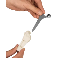 Modèle anatomique du joint de hanche (sain, malade, implant) Erler Zimmer